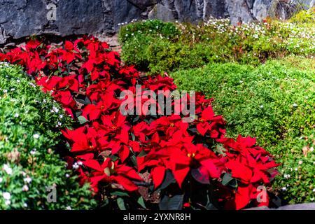 Eine Reihe roter Mohnblumen wird in einem Garten neben einigen grünen Pflanzen gepflanzt. Die roten Blüten sind in voller Blüte und bilden einen lebendigen Kontrast zum grauen Stockfoto