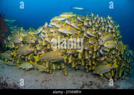 Dicht gepackte Schule von Süßlippen (Plectorhinchus polytaenia), Raja Ampat, Indonesien. Stockfoto