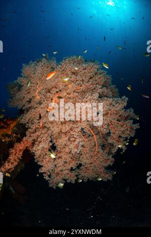 Gelbe Jungfische und Weichkorallen am Liberty Wrack in Bali, Indonesien. Stockfoto