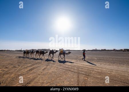 Eine Karawane von sieben Kamelen mit ihrem Besitzer kreuzt vor den Hotels in der Merzouga Wüste in Marokko unter der Sonne. Das Gelände ist trocken und trocken Stockfoto