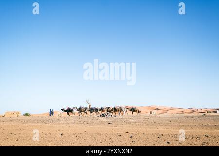 Seitenansicht einer Kamelkarawane mit ihren Besitzern, die die Wüste in der Merzouga in Marokko unter der Sonne überqueren. Das Gelände ist trocken und trocken Stockfoto