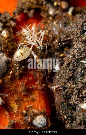 Tigergarnelen (Phyllognatia ceratophthalmus) schütteln Krallen mit einer Commensal-Garnele, Bali, Indonesien. Stockfoto