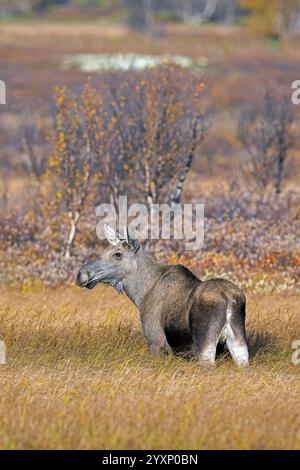Elche / Elche (Alces alces), erwachsenes Weibchen / Kuh auf der Taiga im Herbst / Herbst, Schweden, Skandinavien Stockfoto