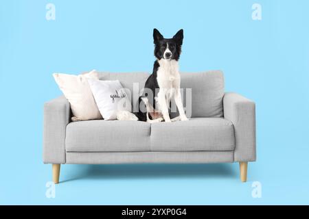 Niedlicher Border Collie Hund auf Sofa vor blauem Hintergrund Stockfoto