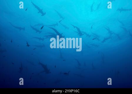 Große Schar von geschwungenen Hammerhaien im blauen Wasser, Cocos Island. Stockfoto