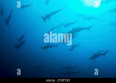 Große Schar von geschwungenen Hammerhaien im blauen Wasser, Cocos Island. Stockfoto