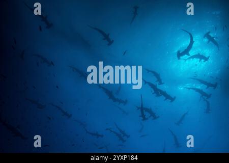 Große Schar von geschwungenen Hammerhaien im blauen Wasser, Cocos Island. Stockfoto