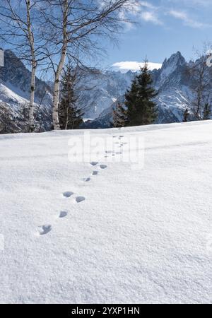 Auf dem unberührten, frischen Schnee im Skigebiet Flegere sind Hasenabdrücke hinterlassen. Stockfoto
