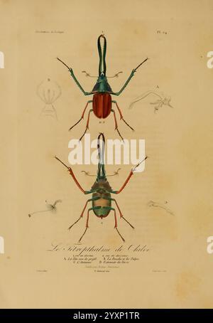 Illustrations de zoologie Paris A. Bertrand 1832-35? Insektenkäfer Arthropoden zoologische Bildwerke, diese Illustration zeigt eine detaillierte Darstellung des *Stenoplatus chilensis*, einer in Chile heimischen Käferart. Das Bild zeigt das Insekt sowohl aus der dorsalen als auch aus der ventralen Ansicht und hebt seine einzigartigen anatomischen Merkmale hervor. Der Käfer zeigt eine lebhafte Färbung mit auffälligen grünen, roten und braunen Elementen. Um die Hauptdarstellungen herum sind Zeichnungen seiner verschiedenen Teile, einschließlich der Antennen und Mundteile, die einen pädagogischen Einblick in seine Morphologie geben. Diese Arbeit Stockfoto