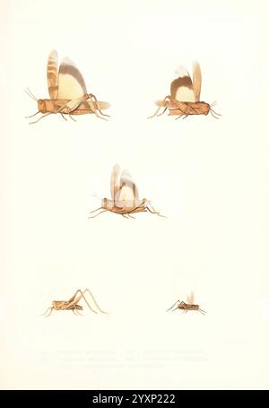 Bericht über die geographischen Untersuchungen der Vereinigten Staaten westlich des hundertsten Meridian Washington D. C, G.P.O, 1875-1889, amerikanisch, Astronomie, Beschreibung und Reisen, Entdeckungen in Geographie, Entdeckung und Erkundung, Geologie, Indianer Nordamerikas, Sprachen, Karten, Naturgeschichte, Umfragen, USA, West US, Orthoptera, Oedipoda wheelerii, Oedipoda utahensis, Oedipoda neglecta, Steiroxys heermanii, Gomphocerus carpenterii, eine Illustration, die verschiedene Arten von Heuschrecken zeigt. Die einzelnen Darstellungen stellen mehrere Winkel und Haltungen dar und heben Details wie das Flügelbein hervor Stockfoto