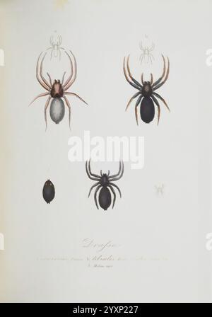 Monographia Aranearum, Monographie der Spinnen, Nürnberg, Lechner, 182, Museen victoria, Spinnen, Spinnen, Spinnen, Arachnida, Drassus cinereus, Drassodes lapidosus, Drassus tibialis, Scotophaeus scutulatus, Drassus ater, Drassus, cinereus, Drassodes, Lapidosus, tibialis, Scotophaeus, scutulatus, Zelotes, latreillei, ater, Araneae, die Abbildung zeigt eine Vielzahl von Spinnenarten, die unter dem Titel „Drafus“ gekennzeichnet sind. Es zeigt fünf verschiedene Figuren: Oben links ist eine kleine Spinne mit hellerer Färbung zu sehen, während die nachfolgenden Figuren unterschiedliche Größen und Muster aufweisen. Jeder SP Stockfoto