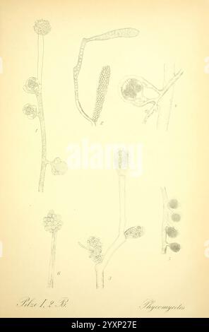 Prof. Dr. Thome's Flora von Deutschland, Österreich und der Schweiz, in Wort und Bild, für Schule und Haus, mit Tafeln von Walter Müller. Gera-Untermhaus, F.E. Kühler, 1886-1934. österreich, Botanik, Kryptogamia, Kryptogamen, Floras, deutschland, Pflanzen, schweiz, Pilze, die Illustration zeigt verschiedene Pilzformen, insbesondere die verschiedenen Stadien und Strukturen der Gattung Rhizopus. Sie zeigt komplizierte Details von Sporangien, Hyphaen und Zygosporen und bietet eine wissenschaftliche Darstellung ihrer Morphologie. Jede beschriftete Abbildung veranschaulicht einzigartige Aspekte ihres Lebenszyklus, betonen Stockfoto