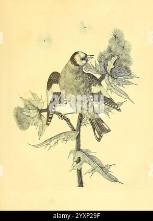Harmonia ruralis, oder ein Essay zu einer Naturgeschichte der britischen Singvögel, London, gedruckt und verkauft vom Autor 1794-1796, Birds, England, Nester, Bildwerke, ein wunderschön illustrierter Vogel thront auf einem zarten Zweig, der mit komplizierten Blättern und blühenden Elementen verziert ist. Der Vogel zeigt eine Mischung aus detaillierten Federmustern und wirkt wachsam und balanciert, während Löwenzahn in der Nähe sanft in der Luft schweben. Darunter sind weitere kleinere Lebewesen, möglicherweise Insekten, in die Zusammensetzung integriert, wodurch die natürliche Umgebung verbessert wird. Die Gesamtdarstellung zeigt eine harmonische Mischung aus Stockfoto