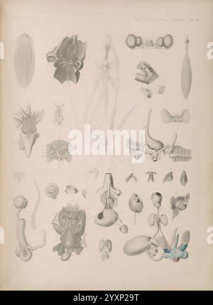 Icones zootomicae, Leipzig, W. Engelmann, 1857, Atlanten, Anatomie, vergleichend, zeigt die Abbildung eine Sammlung detaillierter anatomischer Studien verschiedener Organismen. Jedes beschriftete Diagramm bietet Einblicke in die komplexen Strukturen und Formen verschiedener biologischer Proben, einschließlich Pflanzenteile und Tieranatomie. Zu den bemerkenswerten Merkmalen gehören Fortpflanzungsorgane, anatomische Systeme und Zellstrukturen, die alle sorgfältig dargestellt werden, um die Komplexität und Vielfalt des Lebens hervorzuheben. Die Anordnung der Figuren in einem systematischen Layout betont die vergleichende Anatomie und die Zusammenhänge Stockfoto