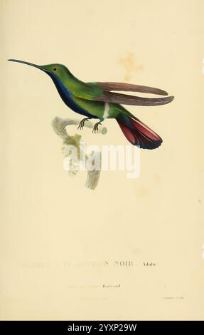 Histoire naturelle des colibris, Paris, Arthus Bertrand, 1830-1832, Kolibris, malerische Werke, Ein wunderschön illustrierter Kolibri, bekannt als der Colibri à Plastron Noir, thront anmutig auf einem schlanken Zweig, der mit zartem Laub geschmückt ist. Der Vogel verfügt über eine lebhafte Farbpalette, mit smaragdgrünem Gefieder, das den Oberkörper dominiert und in einen markanten karmesinroten und dunkelblauen Schwanz übergeht. Der lange Schnabel ist schlank und perfekt für die Nektar-Fütterung geeignet. Die detaillierte Darstellung betont die komplizierten Texturen der Federn und die Eleganz der Vogelform und zeigt sie Stockfoto