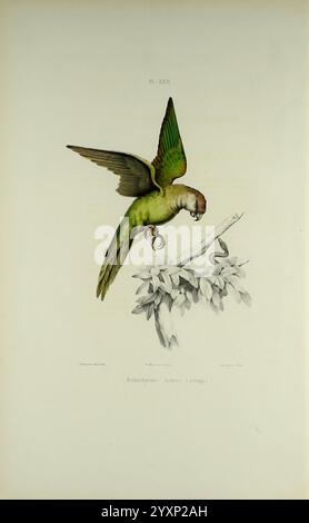 Iconographie des perroquets, Paris, P. Bertrand, 1857, Bird, Vögel, Papageien, Papageien, Bildwerke, beliebte Werke, Psilopsiagon Ayamara, ein Papageiensittich mit grauer Kapuze, eine komplizierte Illustration mit einem lebendigen Sittich in der Mitte des Fluges, der sein markantes grün-gelbes Gefieder zeigt. Die Flügel des Vogels sind ausgestreckt und heben die zarten Federdetails hervor. Darunter befindet sich ein schmaler Zweig, der mit schmalen Blättern geschmückt ist und der Szene ein natürliches Element verleiht. Der Hintergrund ist sanft gerendert, sodass der Sittich als Brennpunkt auffällt und ein Gefühl von Anmut und Dynamik verkörpert. Stockfoto