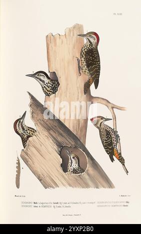 Monographie des picidées, ou Histoire naturelle des picidés, picumninés, yuncinés ou Torcols, Metz, Typ. De J. Verronnais, 1861-62, Vögel, Piziden, Bildwerke, eine Sammlung aufwändig detaillierter Illustrationen mit verschiedenen Arten von Spechten, die auf einem verwitterten Baumstamm thronen. Das Kunstwerk zeigt die markanten Markierungen und Texturen des Gefieders der Vögel und zeigt ihre lebendigen Muster und Farbvariationen. Ein Specht ist aktiv an einer Höhle im Baum picken dargestellt, während andere unterschiedliche Haltungen auf der Rinde zeigen. Diese Komposition unterstreicht ihre natürliche Gewohnheit Stockfoto