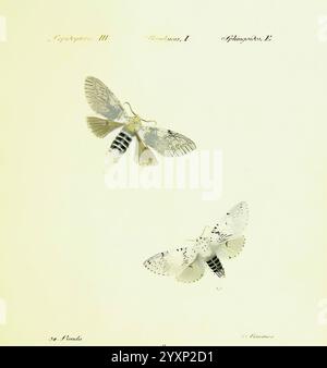 Hübner's, Papilio, S.l, S.n, 1796-1841, Lepidoptera, diese illustrierte Seite zeigt drei verschiedene Arten von Falter, die mit ihren jeweiligen wissenschaftlichen Namen gekennzeichnet sind. Die beiden obersten Exemplare sind symmetrisch angeordnet und weisen komplizierte Muster und Texturen auf ihren Flügeln auf, die eine Reihe von zarten Farbtönen und Markierungen aufweisen. Die Bodenmotte ist mit weit ausgebreiteten Flügeln dargestellt, die einen auffälligen Kontrast von Farben und detaillierten anatomischen Merkmalen aufweisen. Jede Probe wird sorgfältig mit Details wie Gattung, Spezies und Sammlungsinformationen versehen, die den methodischen Ansatz von Entomol widerspiegeln Stockfoto