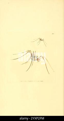 The British miscellany, London, gedruckt von R. Taylor & Co, und verkauft vom Autor J. Sowerby, von White, Johnson, Symonds und allen anderen Buchhändlern, 1806, Großbritannien, Bildwerke, Zoologie, Phalangium diadema, James Sowerby, Mega Bunus diadema, opiliones, Harvestman, hist Sci Art, Entomologie, Insekten, James Sowerby, Großbritannien, die Abbildung zeigt zwei detaillierte Darstellungen einer Spinne, die ihre komplizierte Anatomie veranschaulichen. Die größere Spinne zeigt lange, schlanke Beine und einen markanten Körper, der die empfindliche Struktur des Kopfhöhlenbeins und des Bauches unterstreicht. Die kleinere sp Stockfoto