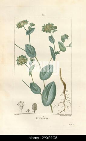 Flore médicale, Paris, Imprimerie de C.L.F. Panckoucke, 1828-1832, 1833, Botanik, Botanik, Kupferstich, Frankreich, grafische Medien, handgefärbt, Kräuter, materia medica, Gemüse, Bildwerke, Pflanzen, die Illustration zeigt die Pflanze Bupleurum, die durch ihre charakteristischen grünen Blätter und kleine gelbe Blüten an der Spitze der hohen Stiele gekennzeichnet ist. Unten rechts wird die Wurzelstruktur dargestellt, die das komplizierte Netzwerk von Wurzeln zeigt. Zusätzlich gibt es detaillierte Darstellungen von Blumenteilen, einschließlich einer Samenkapsel und einzelnen Blüten, die die Reproduktion der Pflanze demonstrieren Stockfoto