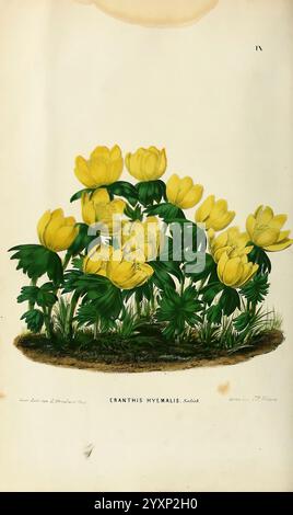 Neerland's Plantentuin, v.1. Groningen, J. Wolters, 1865-1867, botany, Netherlands, pictorial works, plants, ornamental, Urbana, Champaign, eranthis hyemalis, winter aconite, flowers, A vibrant botanical illustration featuring a cluster of blooming yellow flowers known as Eranthis hyemalis, commonly referred to as winter aconite. The scene showcases the flowers in full bloom, surrounded by lush green foliage and grass, highlighting their delicate, cup-shaped petals and vibrant color. This depiction emphasizes the natural beauty and intricate details of the flowers, showcasing the rich textures Stockfoto