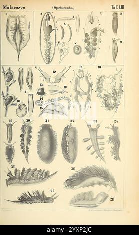 Dr. H.G. Bronn's Klassen und Ordnungen der Weichthiere (Malacozoa), Leipzig, C.F. Winter, 1862-1866, Mollusken, cephalopoda., diese detaillierte Abbildung zeigt verschiedene Formen und Strukturen der Malacozoa-Gruppe, insbesondere Opisthobranchen. Das Layout ist numerisch organisiert, wobei jede Abbildung unterschiedliche anatomische Merkmale und Lebensstadien dieser wirbellosen Meerestiere darstellt. Stockfoto