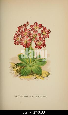 Die Flora der Alpen, London, J. C. Nimmo, 1896-1900, Alps, Blumen, Bergpflanzen, Pflanzen, Schweiz, Eine lebendige Illustration von Primula pedemontana, die eine Gruppe rosa und weißer Blumen mit auffälligen gelben Zentren zeigt. Die Pflanze hat üppig grüne Blätter an ihrer Basis, die einen frischen Kontrast zu den Blüten bieten. Unterhalb der Blüten deutet ein strukturierter Boden auf einen natürlichen Lebensraum hin, der die Umgebung der Pflanze angibt. Die Komposition ist elegant eingerahmt mit einem dekorativen Titel, der ihre botanische Bedeutung unterstreicht. Stockfoto