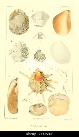 Les Mollusques, Paris, J. B. Baillière, 1868, Mollusken, Klassifizierung zeigt diese Illustration eine Vielzahl von Muscheln, die ihre einzigartigen Formen, Texturen und komplizierten Muster zeigen. Die Schalen werden in einem organisierten Layout angezeigt, das als Referenz nummeriert ist. Jedes Exemplar zeigt die Vielfalt der Meereslebewesen, einschließlich Jakobsmuscheln, Muscheln und anderen Weichtieren, mit detaillierten Darstellungen ihrer Merkmale. Diese natürlichen Objekte weisen sowohl Symmetrie als auch Variation auf, was die Schönheit ozeanischer Ökosysteme widerspiegelt. Die umgebenden Beschriftungen enthalten Namen und Klassifizierungen für jeden Typ o Stockfoto