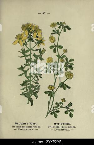 London F. warne 1895 Großbritannien Wildblumenidentifikation Botany Hypericum perforatum Trifolium campestre, die Abbildung zeigt zwei unterschiedliche Pflanzenarten; links ist Johanniskraut, wissenschaftlich bekannt als Hypericum perforatum, gekennzeichnet durch seine leuchtend gelben Blüten und schlanken grünen Stiele. Auf der rechten Seite ist Hop Trefoil, oder Trifolium procumbens, mit kleinen, runden gelben Blüten auf den schleichenden, niedrig wachsenden Stämmen. Ergänzt wird das Arrangement durch botanische Etiketten, die jede Pflanze anhand ihrer gemeinsamen und wissenschaftlichen Bezeichnung EMP kennzeichnen Stockfoto