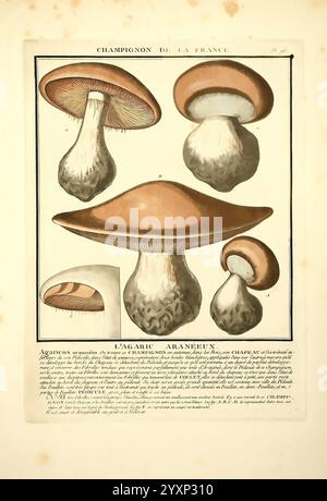 Herbier de la France, Paris, Chez l'auteur, Didot, Debure, Belin, 1780-93, Pflanzen, Frankreich, Pilze, Heilpflanzen, giftige Pflanzen, Bildwerke, Eine detaillierte Illustration des Pilzes Agaricus araneus, die verschiedene Winkel und Wachstumsstadien zeigt. Die Komposition zeigt mehrere Darstellungen des Pilzes, die seine unverwechselbare Kappe und den Stiel hervorheben. Der größte Pilz hat eine breite, glatte Kappe, die von einem tiefbraunen in der Mitte zu einem helleren Farbton an den Kanten übergeht. Darunter sind Kiemen zu sehen, was auf Sporenbildung hindeutet. Zusätzliche kleinere Darstellungen Stockfoto