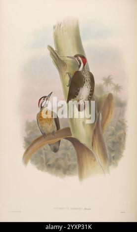 Birds of Asia, von John Gould, herausgegeben von der Autorin 1850–1883. Asien, Vögel, Pictorial Works, zwei Spechte sitzen anmutig auf einem strukturierten Baumstamm und zeigen ihr lebendiges Gefieder. Der Vogel auf der linken Seite zeigt eine auffällige Kombination aus Gelb und Schwarz mit einem markanten Muster und einer auffälligen roten Kappe. Der Begleiter auf der rechten Seite zeigt komplizierte Markierungen, mit Anklängen von Braun und weiß sowie einen markanten roten Streifen auf dem Kopf. Der Hintergrund deutet auf eine üppige, tropische Umgebung hin, mit Anklängen von Laub und gedämpften Farben, die den Fokus auf die Vögel verstärken. Die Szene fängt einen Moment ein Stockfoto