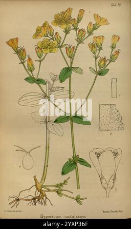 Journal of Botanik, British and Foreign. London, Robert Hardwicke, 1863-1942. Botanik, Großbritannien, Zeitschriften, Pflanzen, die Illustration zeigt die Pflanze Hypericum undulatum, allgemein bekannt als Johanniskraut. Die Hauptdarstellung zeigt einen blühenden Stiel mit zarten gelben Blüten, die fünf Blütenblätter mit roten Staubblättern aufweisen. Das Primärbild wird von detaillierten Skizzen verschiedener Pflanzenteile begleitet: Einer Nahaufnahme der Blütenstruktur, einschließlich einer Seitenansicht und einer Beschriftung für verschiedene Ansichten (1 bis 3), und einer detaillierten Darstellung des Wurzelsystems. Stockfoto