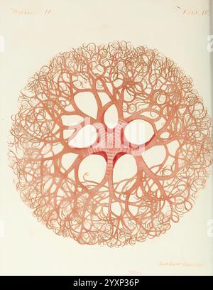 Porte-feuille Instructif et amusant pour la jeunesse, à Vienne, Chez Antoine Pichler, 1807, Naturgeschichte, juvenile Werke, Woodshole, Asterias caput medusae, Gorgonocephalus caput medusae, Ein sehr kompliziertes und fein gestaltetes Kreismuster, das an einen Baum oder ein Netz von verzweigten Ranken erinnert. Die Komposition ist mit ineinander verwobenen, wirbelnden Linien gefüllt, die eine harmonische Symmetrie erzeugen und die Aufmerksamkeit des Betrachters auf den Kern lenken, in dem die Äste ausstrahlen. Jeder Zweig zeigt eine einzigartige Wendung und eine Mischung aus organischen und dekorativen Elementen. Die Gesamtkonstruktion vermittelt einen Stockfoto