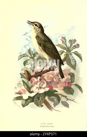 Vertraut, wild, Vögel, London, New York, Cassell, 1883, Vögel, Wörterbücher, Bilder, Werke, Phylloscopus collybita, Chiffchaff, Ornithologie, Walters Weide, Archibald Thorburn, Eine bezaubernde Darstellung eines Chiffchaff, der anmutig auf einem Zweig thront und von blühenden Blumenelementen umgeben ist. Die zarten Merkmale des Vogels werden hervorgehoben und zeigen sein weiches Gefieder und seine aufmerksame Haltung, während er nach oben blickt. Die lebendigen Blüten spiegeln das Wesen des Frühlings wider, und ihre komplizierten Blütenblätter verleihen der Szene einen Hauch von Farbe und Leben. Dieses Kunstwerk fängt die Schönheit der Natur ein und zelebriert den Har Stockfoto