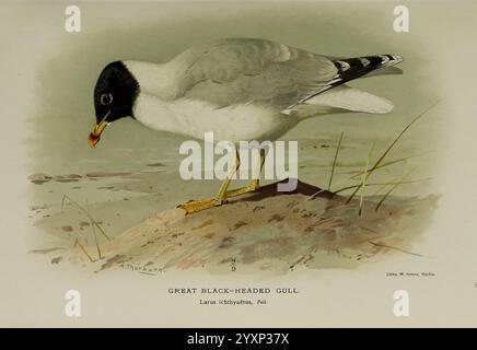 Farbige Figuren der Vögel der Britischen Inseln, herausgegeben von Lord Lilford. London, R. H. Porter, 1885-1897, Großbritannien, Birds, Bildwerke, Pallas Möwe, Museum für vergleichende Zoologie, Ichthyaetus ichthyaetus, die Abbildung zeigt eine große Schwarzkopfmöwe, die sich durch ihre unverwechselbare schwarze Kappe und elegante Haltung auszeichnet. Der Vogel steht am Wasserrand und zeigt sein markantes grau-weißes Gefieder mit einer leichten Reflexion auf der Wasseroberfläche. Es ist so, als ob es etwas fangen würde, was seine ausgeprägte Raubtiertheit unterstreicht. Üppiges grünes Gras ist dezent integrat Stockfoto