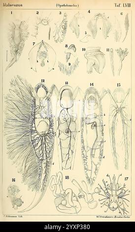 Dr. H.G. Bronn's Klassen und Ordnungen der Weichthiere (Malacozoa), Leipzig, C.F. Winter, 1862-1866, Mollusken, cephalopoda, die Abbildung zeigt eine detaillierte anatomische Untersuchung verschiedener Meeresorganismen mit Schwerpunkt auf der Klasse Opisthobranchia innerhalb des Subphylums Malacostraca. Das Bild ist in mehrere beschriftete Abschnitte unterteilt, die verschiedene Arten und ihre einzigartigen anatomischen Merkmale darstellen. Stockfoto