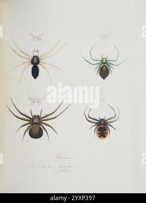 Monographia Aranearum, Monographie der Spinnen, Nürnberg, Lechner, [182, Museen victoria, Spinnen, Spinnen, Spinnen, Arachnida, Thomisus limbatus, Philodromus dispar, Thomisus dorsatus, Diaea, dorsata, Diaea dorsata, Thomisus obscurus, Xysticus robustus, Thomisus, globosus, Thomisus globosus, Synema globosum, Thomisus, limbatus, Philodromus, dispar, Dorsatus, Diaea, Obscurus, Xysticus, robustus, Synema, Globosum, Araneae, Arthropoden, Krabbenspinne, Entomologie, diese Illustration zeigt detaillierte Darstellungen verschiedener Spinnenarten, die ihre unterschiedlichen physikalischen Eigenschaften zeigen. Die obere Ro Stockfoto