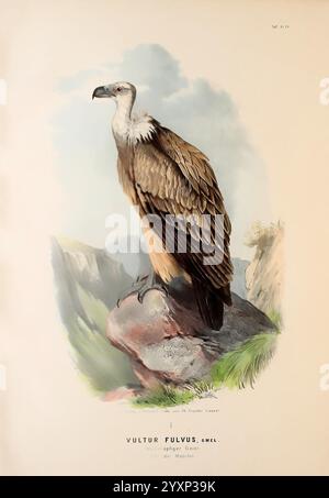 Die Raubvögel Deutschlands und des angrenzenden Mitteleuropas, Cassel, Germany, Verlag von Theodor Fischer, 1876, Germany, Greifvögel, Falknerei, osteuropa, Gyps fulvus, eurasischer Gänsehaut, Ein majestätischer Geier steht auf einem Felsvorsprung und zeigt seine beeindruckende Flügelspannweite und seine kraftvolle Kraft. Die Federn sind in verschiedenen Braun- und Grautönen gehalten und fügen sich harmonisch in die natürliche Landschaft ein. Der scharfe Blick des Geiers deutet auf ein wachsames und intelligentes Wesen hin, während die umliegenden Berge eine dramatische Kulisse bieten, die seine Rolle als Plünderer im Ökosystem unterstreicht. Diese Abbildung c Stockfoto