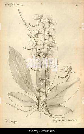 Histoire particulière des plantes, Orchidées recueillies sur les trois îles australes d'Afrique, de France, de Bourbon et de Madagascar, Paris, L'auteur, 1822, Orchidaceae, diese Abbildung zeigt eine detaillierte botanische Darstellung des Angraecum citratum mit seiner eleganten Blumenanordnung und seinem charakteristischen Laub. Der zentrale Stiel weist zahlreiche zarte Blüten auf, die sich durch ihre komplizierten Formen und subtilen Details auszeichnen, die ihre natürliche Schönheit hervorheben. Im unteren Teil der Komposition umrahmen die breiten Blätter die Blüten elegant und betonen ihre kontrastierende Textur Stockfoto