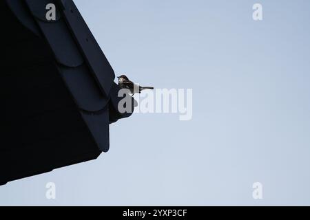 Ein Vogel steht auf einem Dach. Der Himmel ist klar und blau. Der Vogel ist klein und braun Stockfoto