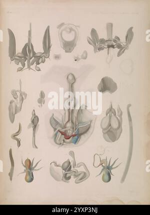 Icones zootomicae, Leipzig, W. Engelmann, 1857, Atlanten, Anatomie, Vergleich, Eine detaillierte Darstellung anatomischer Strukturen mit verschiedenen Organismen, die komplexe biologische Formen zeigen. Die Komposition hebt Elemente wie Fortpflanzungssysteme, Kreislaufbahnen und Muskelstrukturen hervor, die systematisch mit nummerierten Etiketten als Referenz organisiert sind. Verschiedene Arten sind vertreten, die ihre einzigartigen physiologischen Eigenschaften aufweisen. Das Kunstwerk dient als pädagogische Referenz und verbindet Kunst und Wissenschaft, um das Verständnis der vergleichenden Anatomie zu verbessern. Jedes Element ist minulou Stockfoto