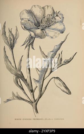 Die wilden Blumen von Kalifornien, San Francisco, Payot, Upham, & Company, 1902, kalifornien, Wildflowers, Eine detailreiche Abbildung der Weißen Abendkerze, auch bekannt als Oenothera californica. Das Kunstwerk zeigt die zarte Struktur der Blume mit ihren markanten Blütenblättern, komplizierten Staubblättern und schlanken Blättern. Die Pflanze ist mit einer markanten Knospe neben den vollständig geöffneten Blüten dargestellt, die ihre natürliche Schönheit und ihre botanischen Eigenschaften unterstreicht. Unter der Abbildung ist der Name „WHITE EVENING PRIMROSE – Oenothera California“ elegant eingeschrieben, was dieses einzigartige Element kennzeichnet Stockfoto