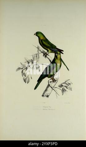 Iconographie des perroquets, Paris, P. Bertrand, 1857, Bird, Vögel, Papageien, Papageien, Bildwerke, beliebte Werke, Bergsittich, Andensittich, Psilopsiagon aurifrons, Bolborhynchus orbygnesius, diese Illustration zeigt zwei leuchtend grüne Papageien, die anmutig auf einem Zweig zwischen zartem Laub thronen. Der größere Papagei, oben positioniert, zeigt ein hellgrünes Gefieder mit subtilen Schattenvariationen, während der untere Papagei einen etwas dunkleren Farbton aufweist. Beide Vögel zeigen charakteristische Merkmale wie kurze, abgerundete Schwänze und kräftige Schnäbel. Die komplizierten Details ihrer fea Stockfoto