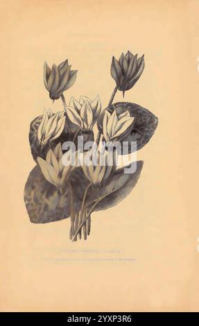 Ein beschreibender Katalog ausgewählter Gemüse-, Blumen- und landwirtschaftlicher Samen, Boston, MA, Curtis & Cobb, Blumen, Boston, Massachusetts, Samen, Kataloge, Cyclamen persicum, Saatgutindustrie und -Handel, Curtis Cobb, Curtis DT Co, Gartengeschichten, in Blüte, eine botanische Illustration mit einer Gruppe von Cyclamen Persicum, die ihre unverwechselbaren herzförmigen Blätter und eleganten Blumen zeigt. Die Blüten sind anmutig auf schlanken Stielen angeordnet und zeigen eine Mischung aus zarten Blütenblättern, die verschiedene Blütestadien einfangen. Die komplizierten Details der Blätter betonen ihre strukturierte Oberfläche und sorgen so für eine na Stockfoto