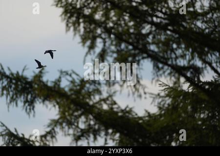 Zwei Vögel fliegen am Himmel über einem Wald. Die Vögel sind in der Luft und fliegen in entgegengesetzte Richtungen Stockfoto