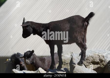 Eine schwarze Ziege steht auf einem Felsen neben einer kleineren Ziege. Die Ziegen sind in einem Zoogehege Stockfoto