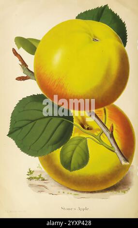 Der Florist und der Pomologe. London, Journal, of, Horticulture, Office, 1863-1879., Eine lebendige und detailreiche botanische Illustration von zwei prallen, goldgelben Äpfeln, bekannt als „Stone's Apple“. Die Äpfel sind mit einem leichten Rot auf einer Seite dargestellt, was ihr einladendes Aussehen unterstreicht. Eingebettet zwischen üppig grünen Blättern, unterstreicht das Kunstwerk die natürliche Schönheit der Frucht, mit einem zarten Zweig, der sie verbindet. Die sorgfältige Aufmerksamkeit auf Textur und Farbe erweckt das Stück zum Leben und spiegelt das Können des Künstlers wider, das Wesen dieser reizvollen Vielfalt zu erfassen. Stockfoto