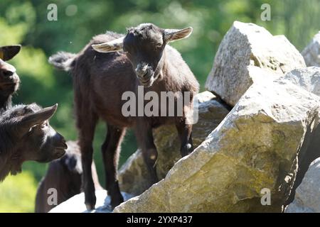 Eine Ziege steht mit dem Kopf nach oben auf einem Felsen. Die Ziege ist von anderen Ziegen umgeben und die Szene scheint friedlich und ruhig zu sein Stockfoto