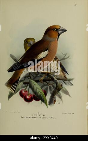 Farbige Figuren der Vögel der Britischen Inseln, herausgegeben von Lord Lilford. London, R. H. Porter, 1885-1897, Hawfinch, coccothraustes coccothraustes, Vögel, Großbritannien, Bildwerke, Museum of Comparative Zoology, John Gerrard Keulemans, Ornithologie, Coccothraustes vulgaris, Karewfinch, eine detaillierte Abbildung eines Hawfinchs, wissenschaftlich bekannt als Coccothraustes vulgaris, der zwischen Kirschzweigen thront. Die leuchtende Färbung des männlichen Hawfinchs zeigt sein markantes braunes und oranges Gefieder, im Kontrast zu einem kräftigen, robusten Schnabel, der zum Knacken von Samen entwickelt wurde. Im Hintergrund Stockfoto