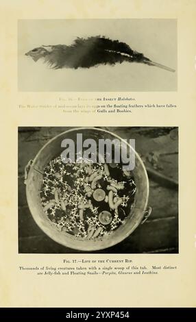 Das Arcturus-Abenteuer New York Putnam 1926 Arcturus-Schiff Cocos Island Costa Rica Beschreibung und Reise Galapagos-Inseln Meerestiere Wissenschaftliche Expeditionen Waldloch Halobates Glaucus Porpita Ianthina, der obere Abschnitt zeigt eine Nahaufnahme einer zarten, detailreich detaillierten Kreatur, die einem kleinen Insekt ähnelt, mit Betonung auf seinem schlanken Körper und feinen Eigenschaften. Er scheint neben schwimmenden Federn zu liegen, die auf seinen aquatischen Lebensraum hinweisen und möglicherweise auf die Lebenszyklen und Wechselwirkungen zwischen den Organismen in Küstengebieten aufmerksam machen. Stockfoto